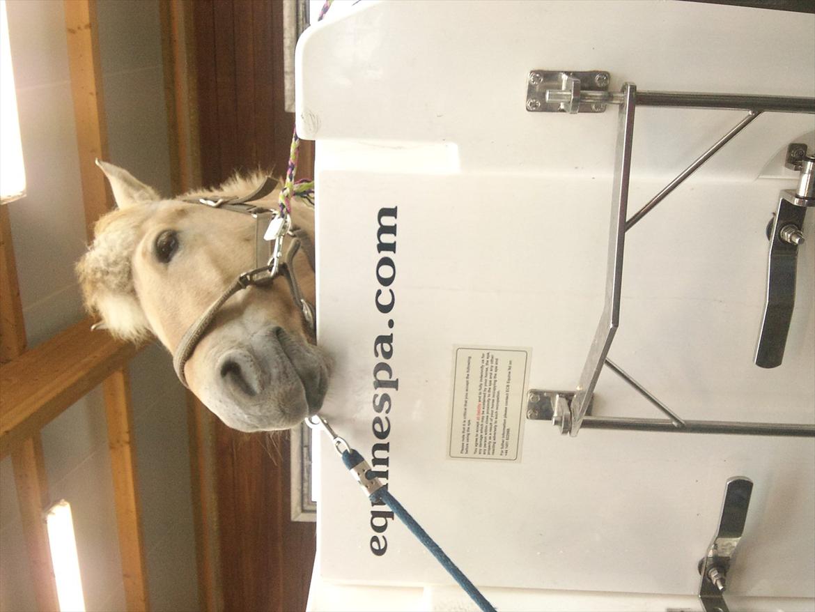 Apollo på Hjortlund Horse Treatment  billede 6