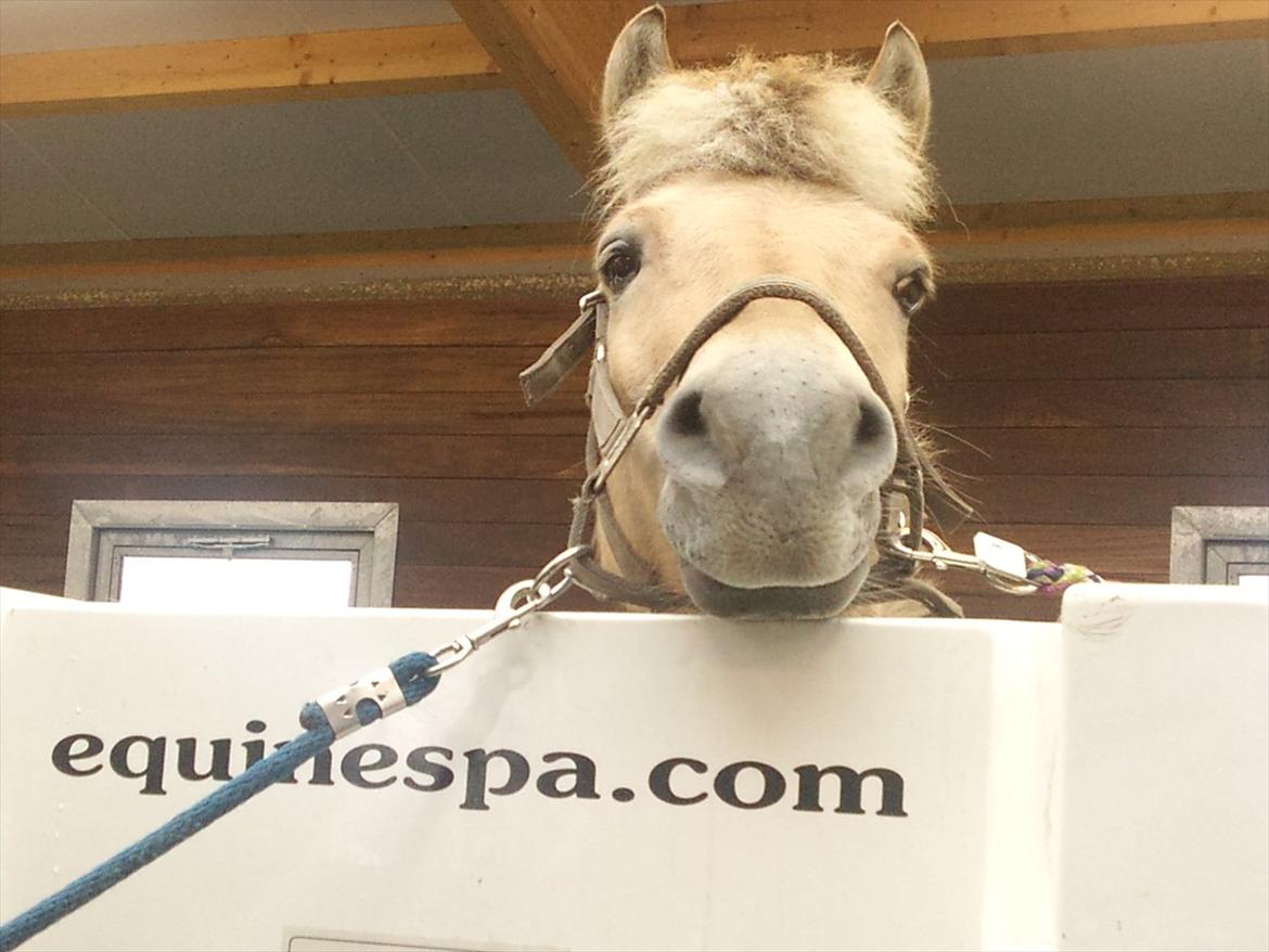 Apollo på Hjortlund Horse Treatment  billede 7