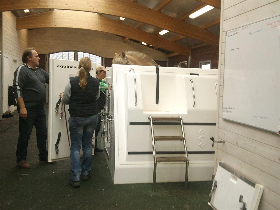 Apollo på Hjortlund Horse Treatment  billede 8