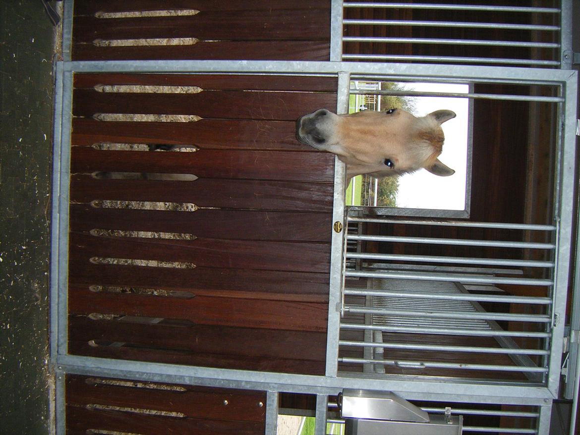 Apollo på Hjortlund Horse Treatment  billede 9