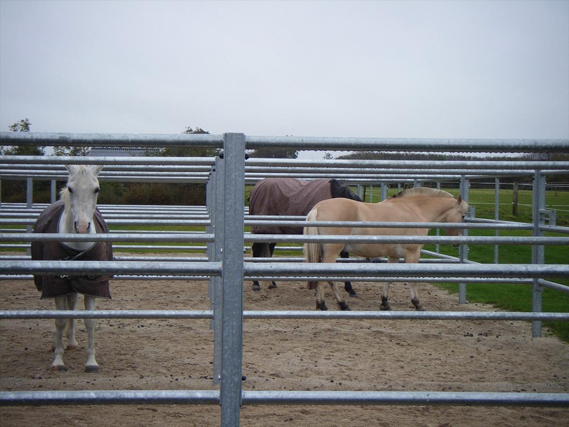 Apollo på Hjortlund Horse Treatment  billede 10