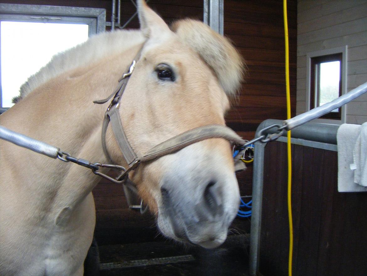 Apollo på Hjortlund Horse Treatment  billede 12