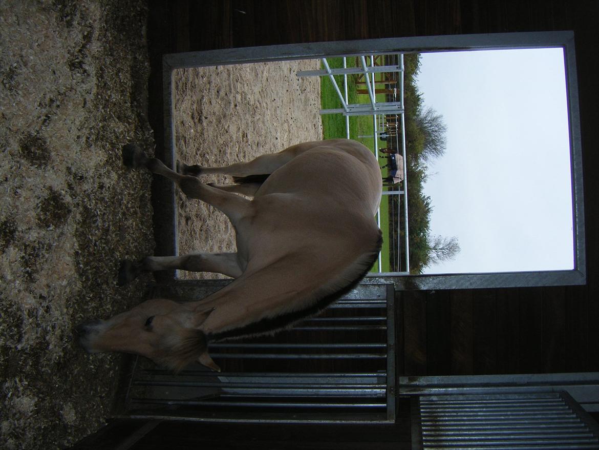 Apollo på Hjortlund Horse Treatment  billede 13