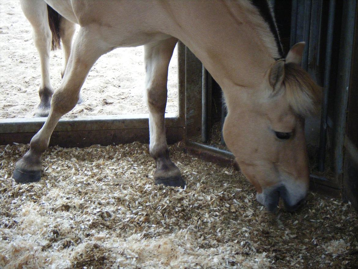 Apollo på Hjortlund Horse Treatment  billede 14