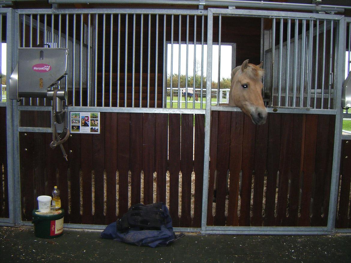 Apollo på Hjortlund Horse Treatment  billede 15