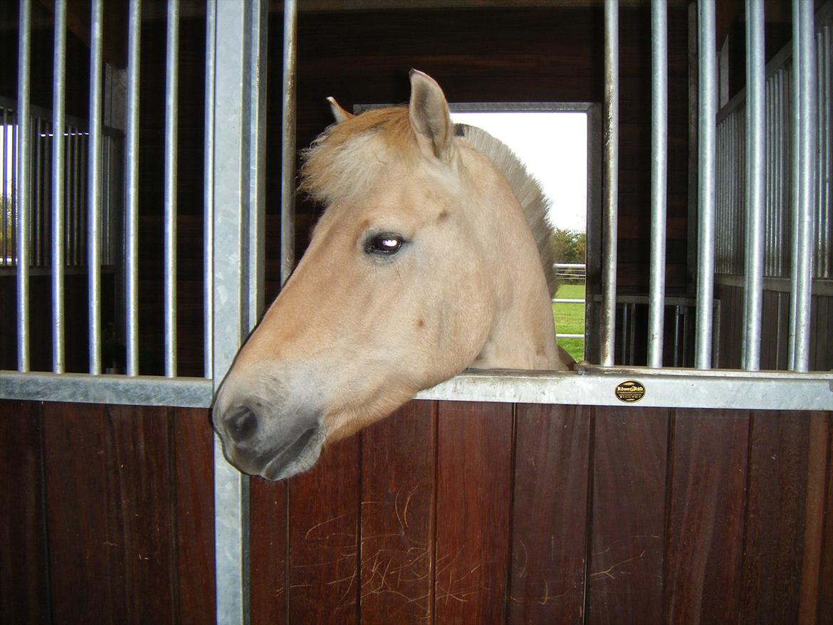 Apollo på Hjortlund Horse Treatment  billede 16