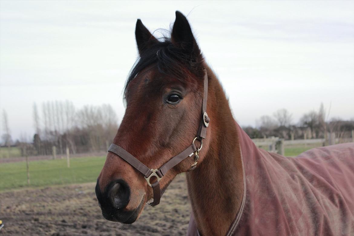 Øffe dyret! billede 5