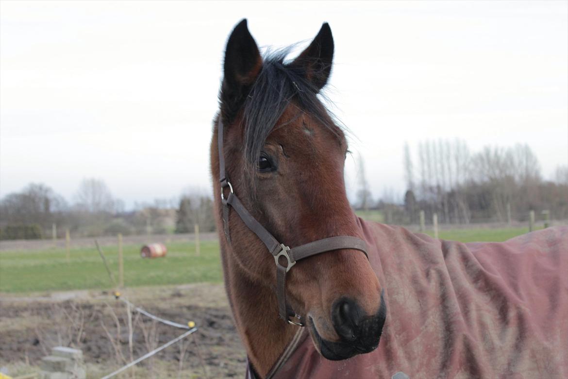 Øffe dyret! billede 6