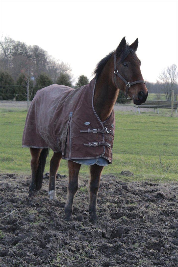 Øffe dyret! billede 7