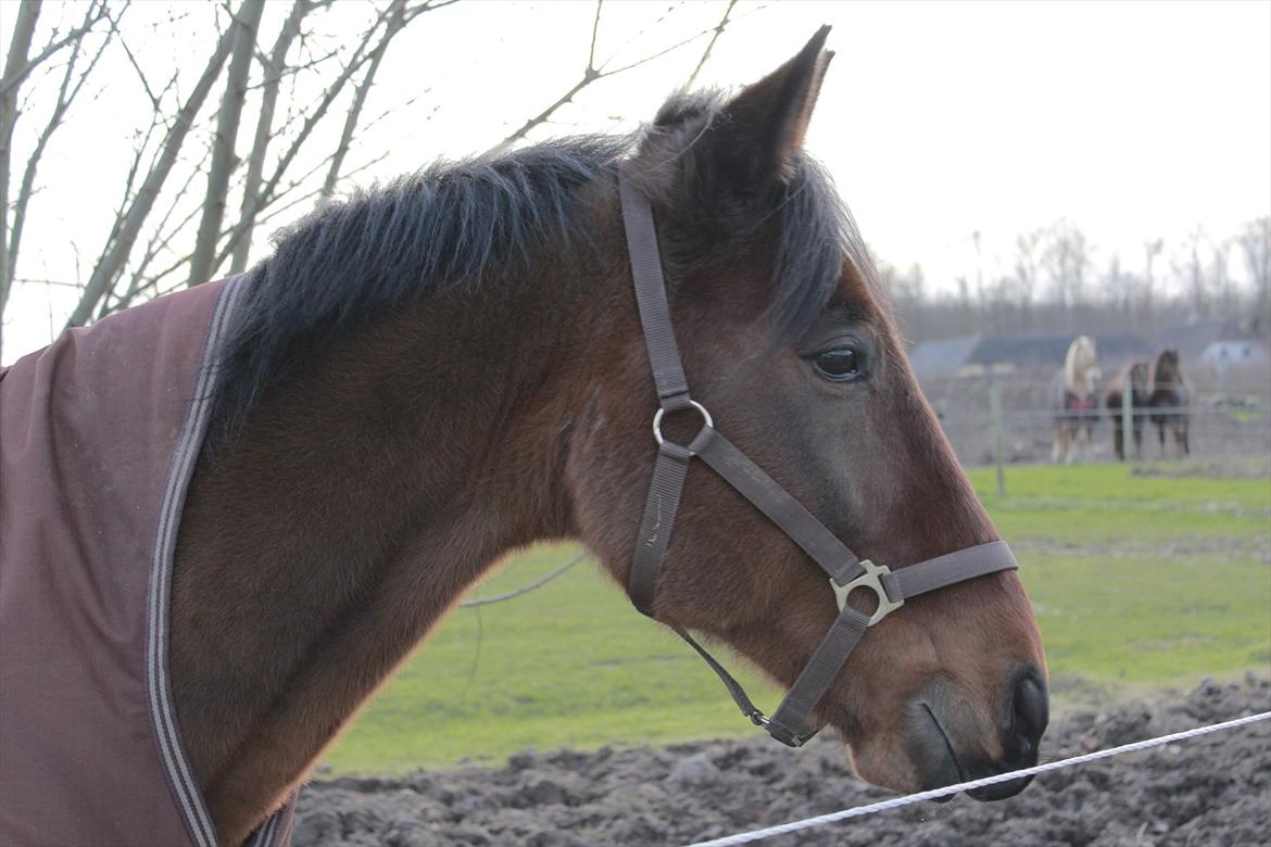 Øffe dyret! billede 8