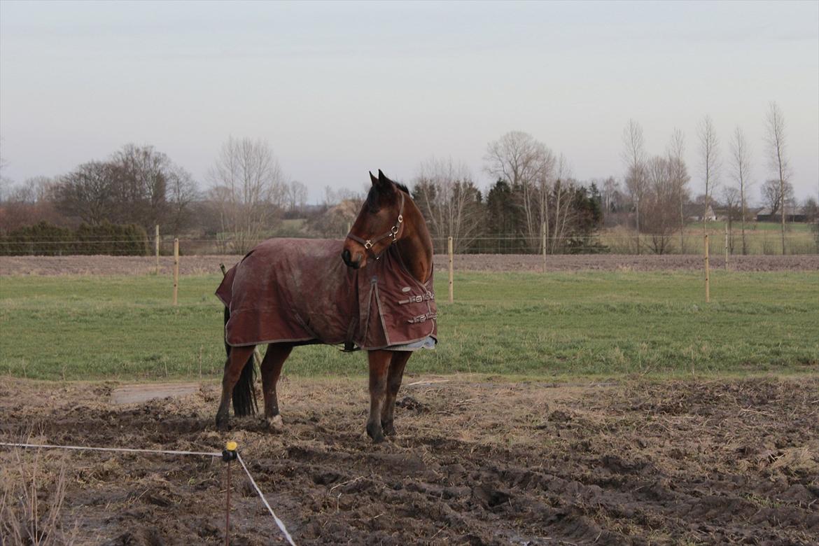 Øffe dyret! billede 9