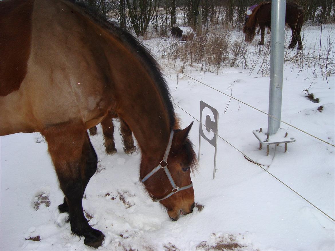 Vores billedebog. - Dette er min første vinter med Kaliber (vinteren 2012) :-D Også er der kommet sne, hvilket bare gør det endnu mere vinteragtigt! :-D Det er dog hundekoldt, og frossen udenfor, så man kan ikke lave noget med hestene, men så hygger vi bare ekstra meget på staldgangen :-D  billede 23