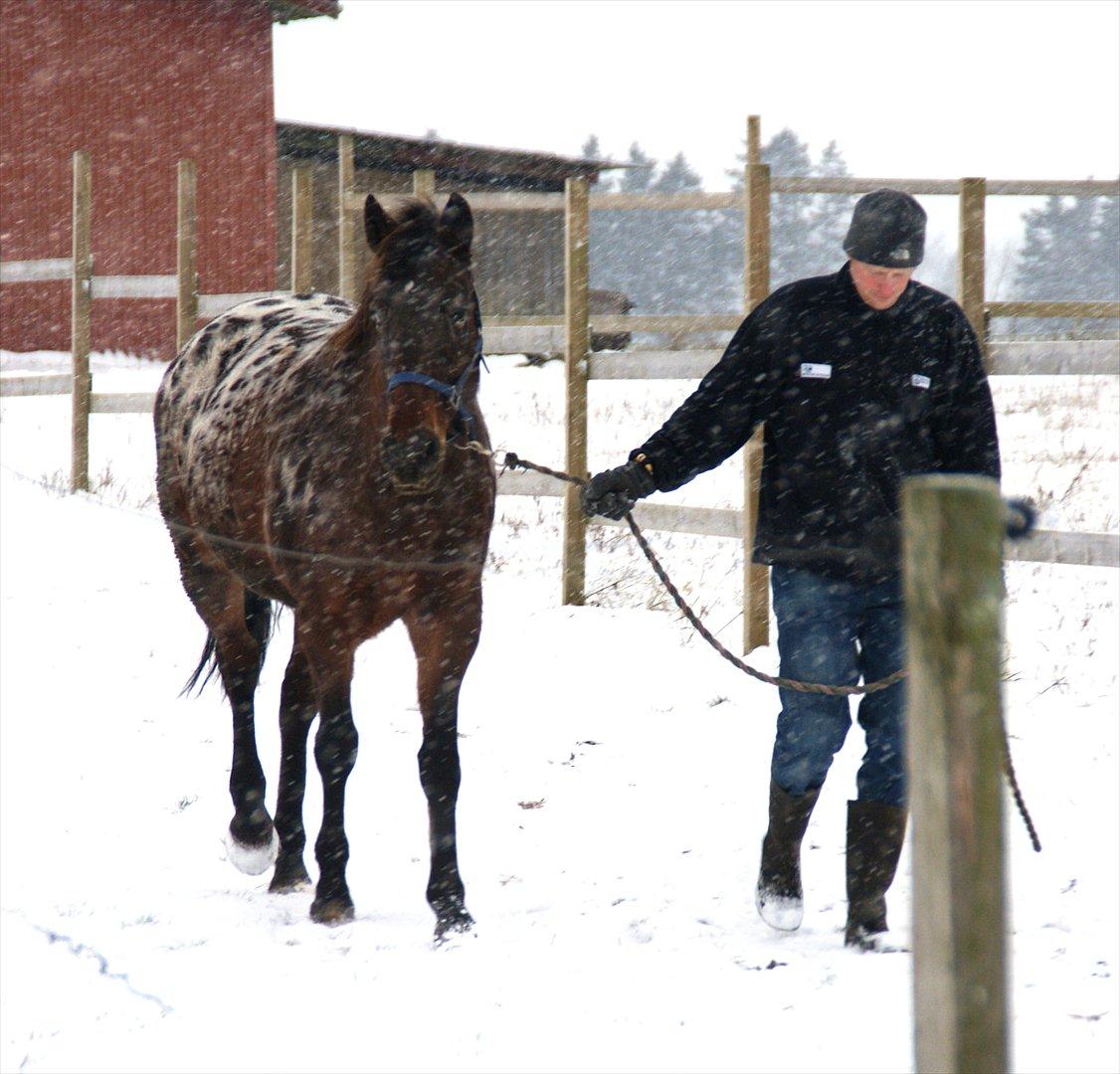 vinter billeder af hestene januar 2012 - Ulla hader frostgrader, men hvis der er sne er det okay at komme ud :-) billede 2