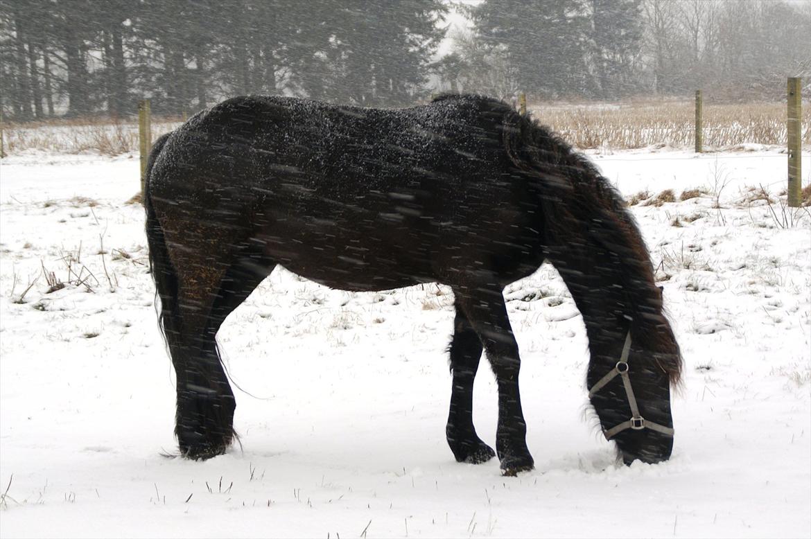 vinter billeder af hestene januar 2012 - Alesia er drægtig, på dette billeder er der 2 1/2 mdr til termin, det er dog meget svært at se på hende billede 3