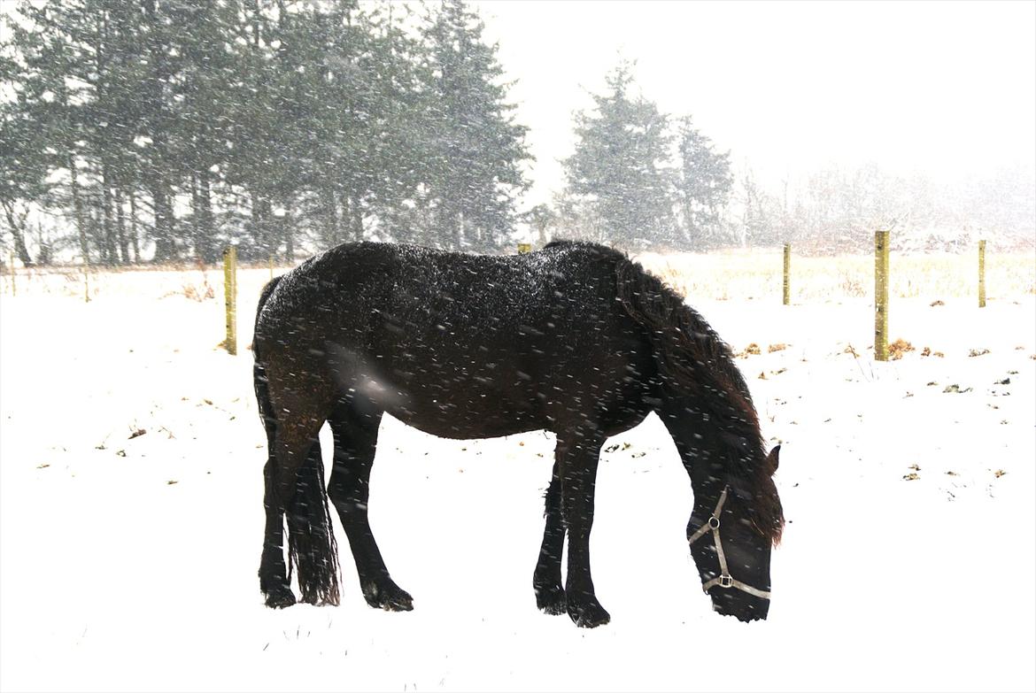 vinter billeder af hestene januar 2012 - 2 1/2 mdr til termin  billede 4