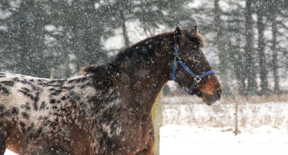 vinter billeder af hestene januar 2012 billede 6