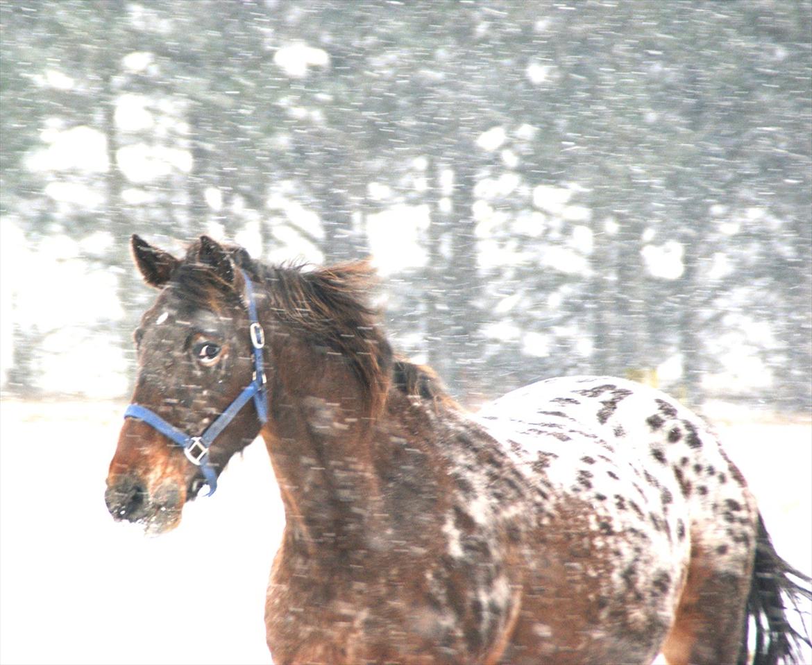 vinter billeder af hestene januar 2012 billede 8