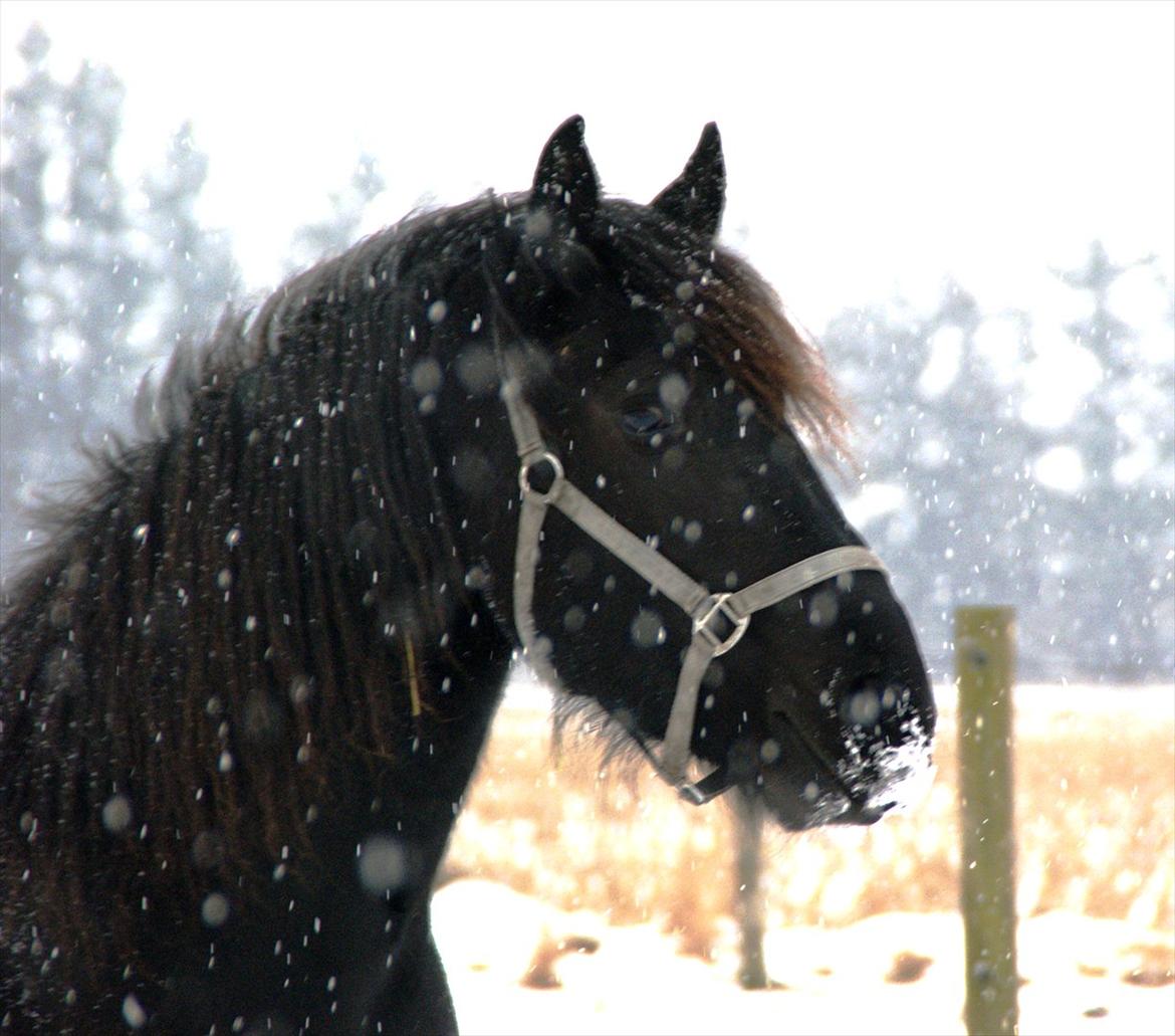 vinter billeder af hestene januar 2012 - Alesia har vidst haft snuden for langt nede i sneen ..  billede 9