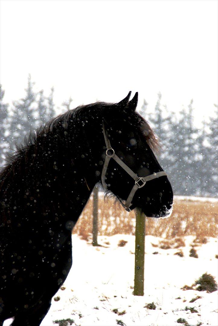 vinter billeder af hestene januar 2012 billede 10