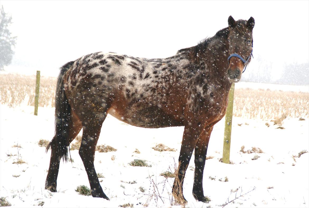 vinter billeder af hestene januar 2012 billede 11
