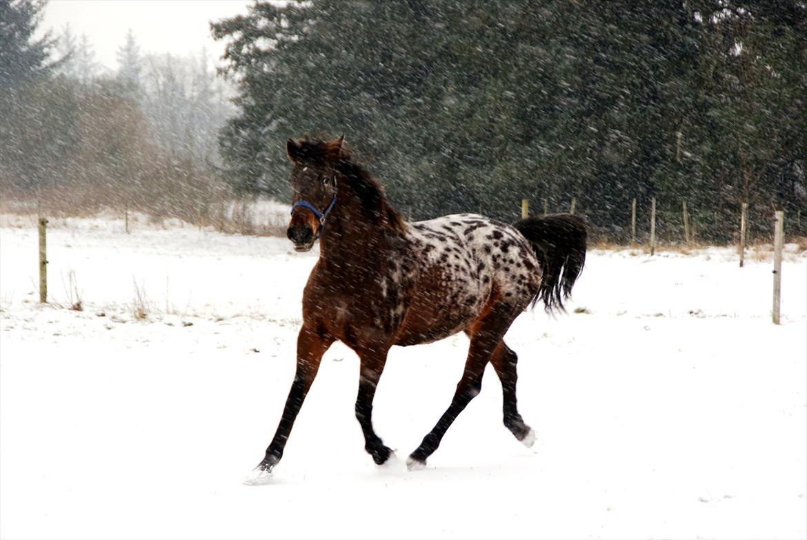 vinter billeder af hestene januar 2012 billede 12