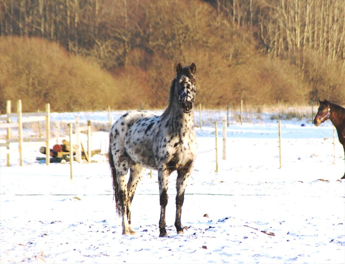 vinter billeder af hestene januar 2012 - Marchena er virkelig begyndt at udvikle sig godt.. hun er her 2 1/2 år gammel, og starter forhåbentlig tilridning i efteråret 2012. billede 13