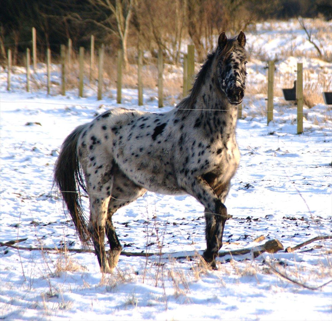 vinter billeder af hestene januar 2012 billede 15