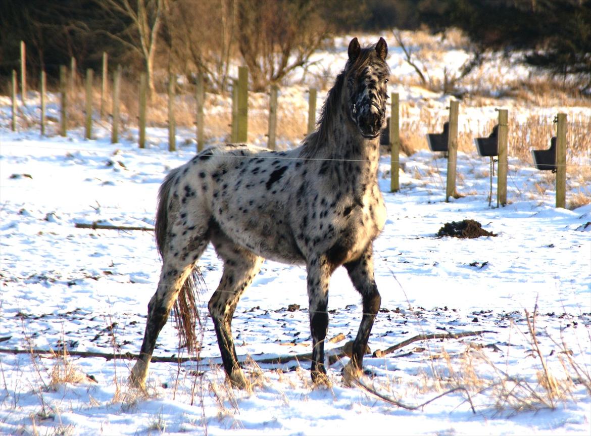 vinter billeder af hestene januar 2012 billede 16