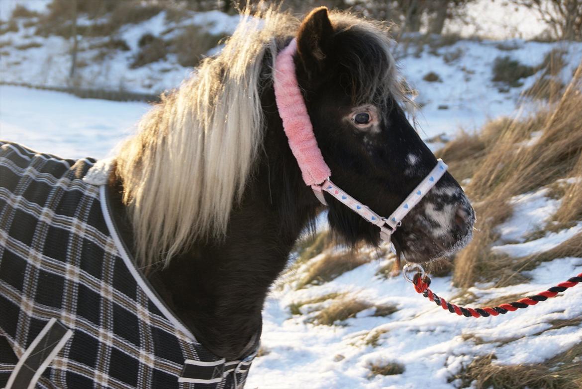 vinter billeder af hestene januar 2012 - Dixeline billede 17