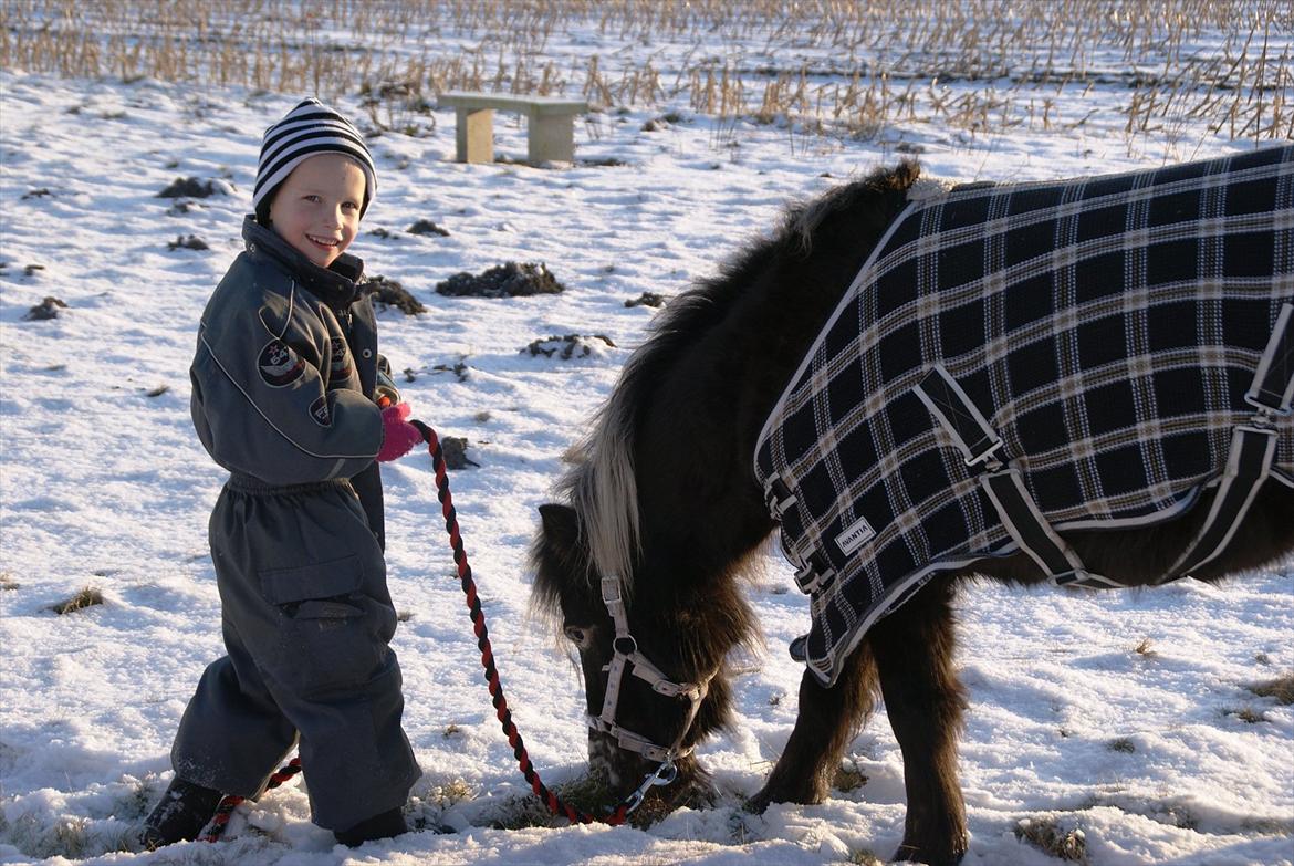 vinter billeder af hestene januar 2012 billede 18