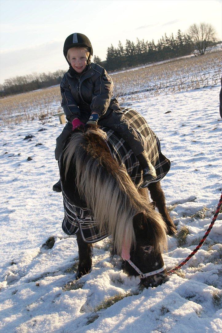 vinter billeder af hestene januar 2012 - Alexander 5 år, og Dixeline 4 1/2 år. billede 19