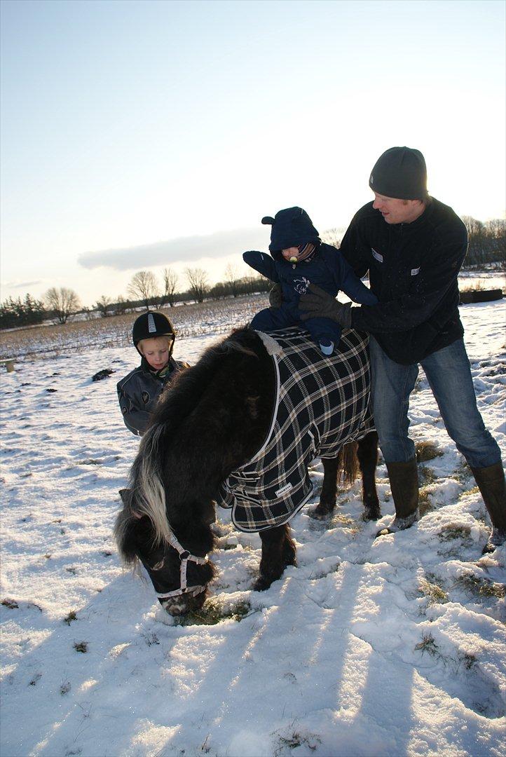 vinter billeder af hestene januar 2012 - Her er lillebror Benajmin oppe og prøve at sidde på benjamin. han er nu 7 1/2 mdr.. her er Dixeline 4 1/2 år. billede 20