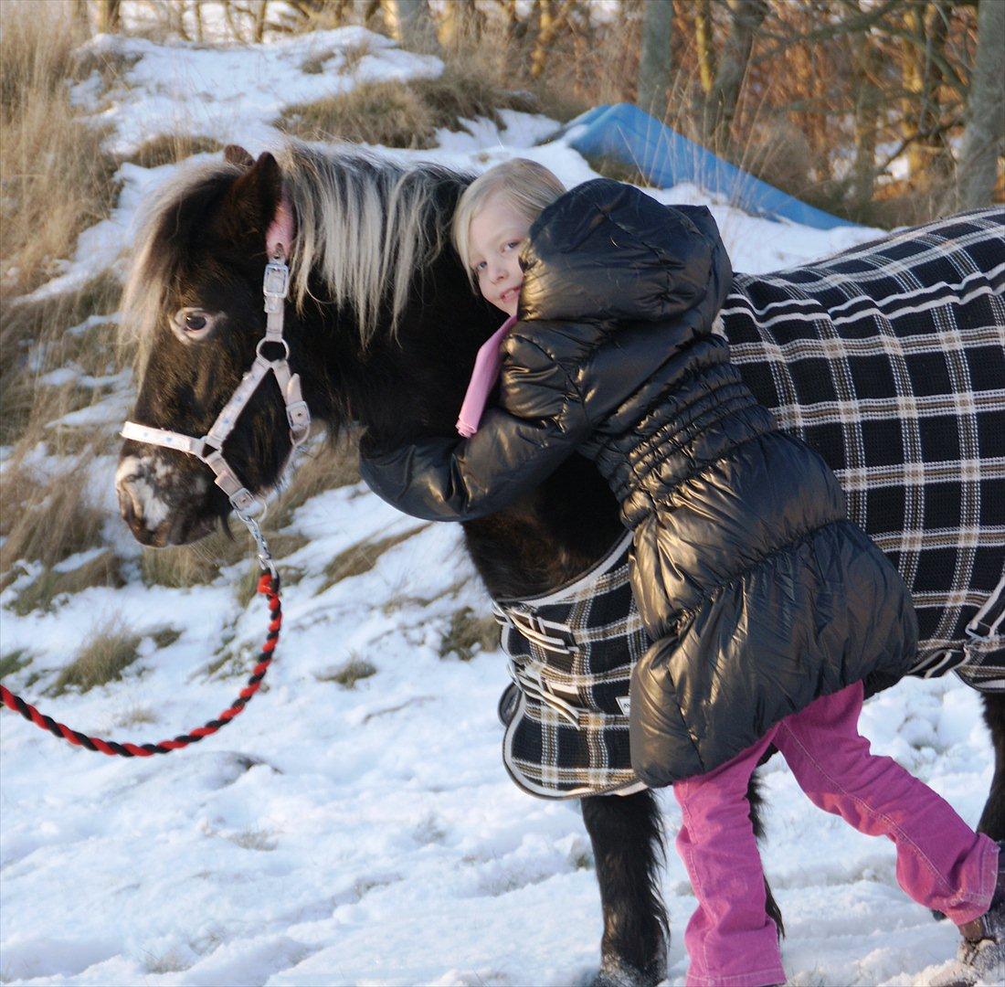 vinter billeder af hestene januar 2012 billede 27