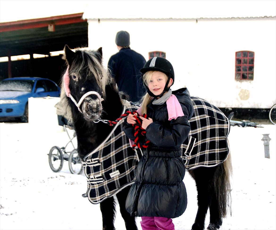 vinter billeder af hestene januar 2012 billede 33