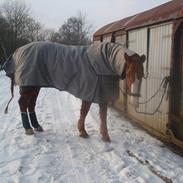Bredballe med hans nye fine vinterfrakke.