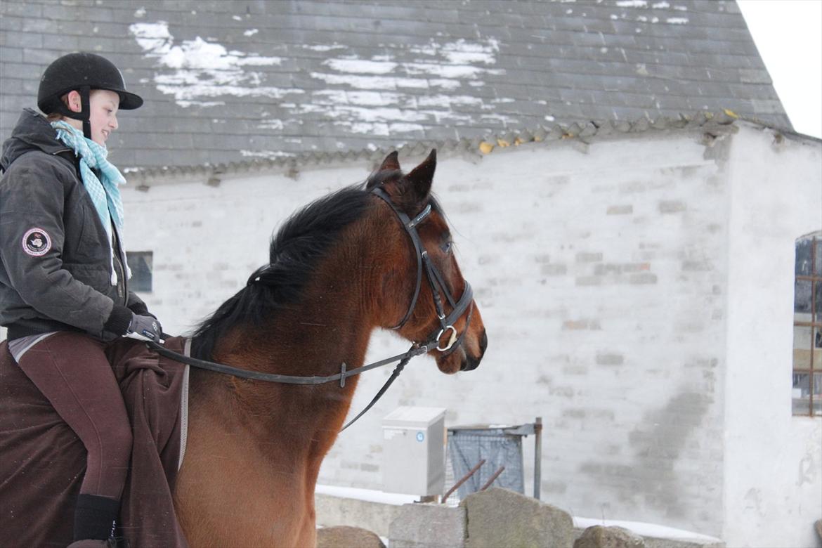 Øffe dyret! billede 11