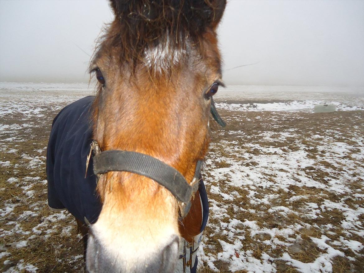 Isabella (Til Nanna) billede 1