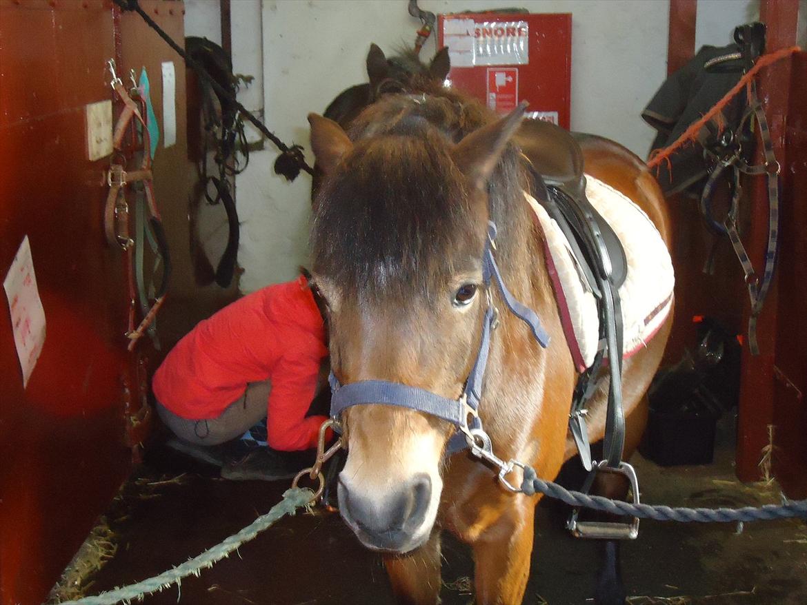 Isabella (Til Nanna) billede 2