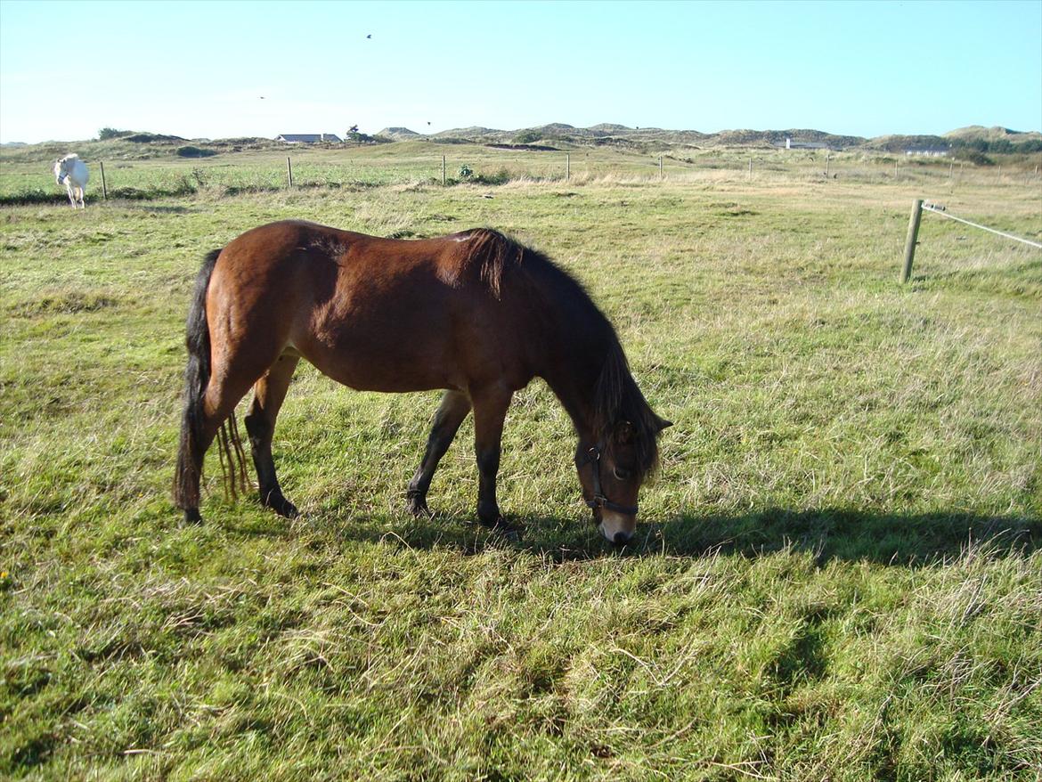 Isabella (Til Nanna) billede 4