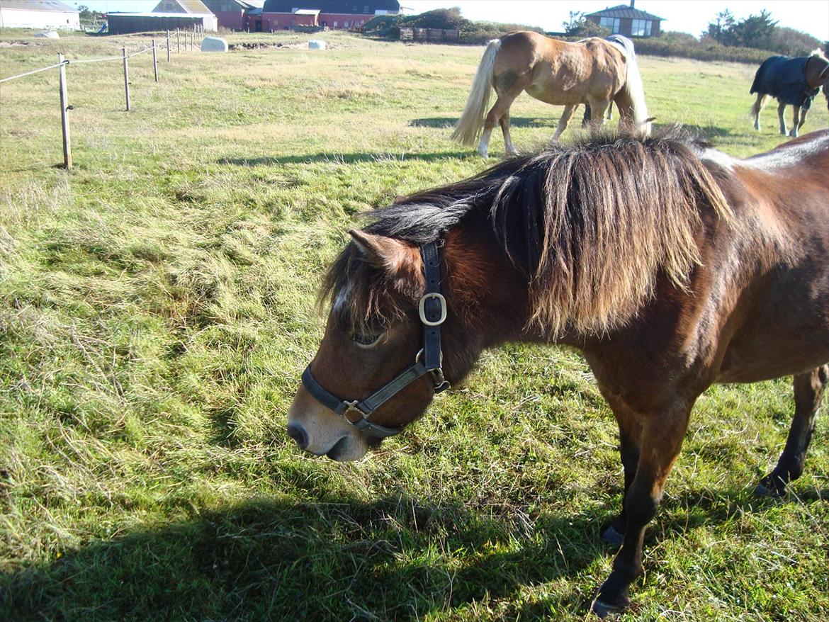 Isabella (Til Nanna) billede 5