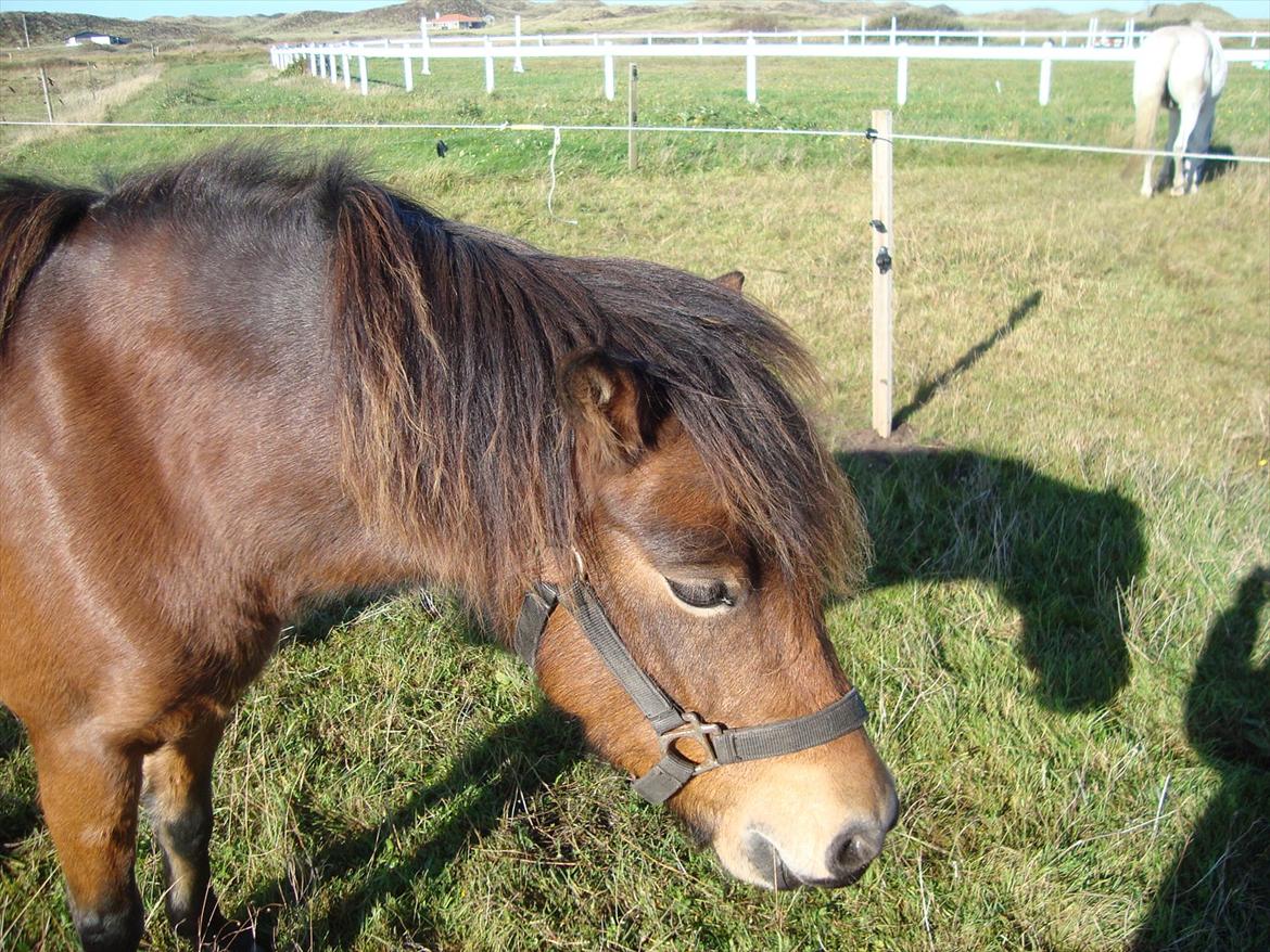 Isabella (Til Nanna) billede 7