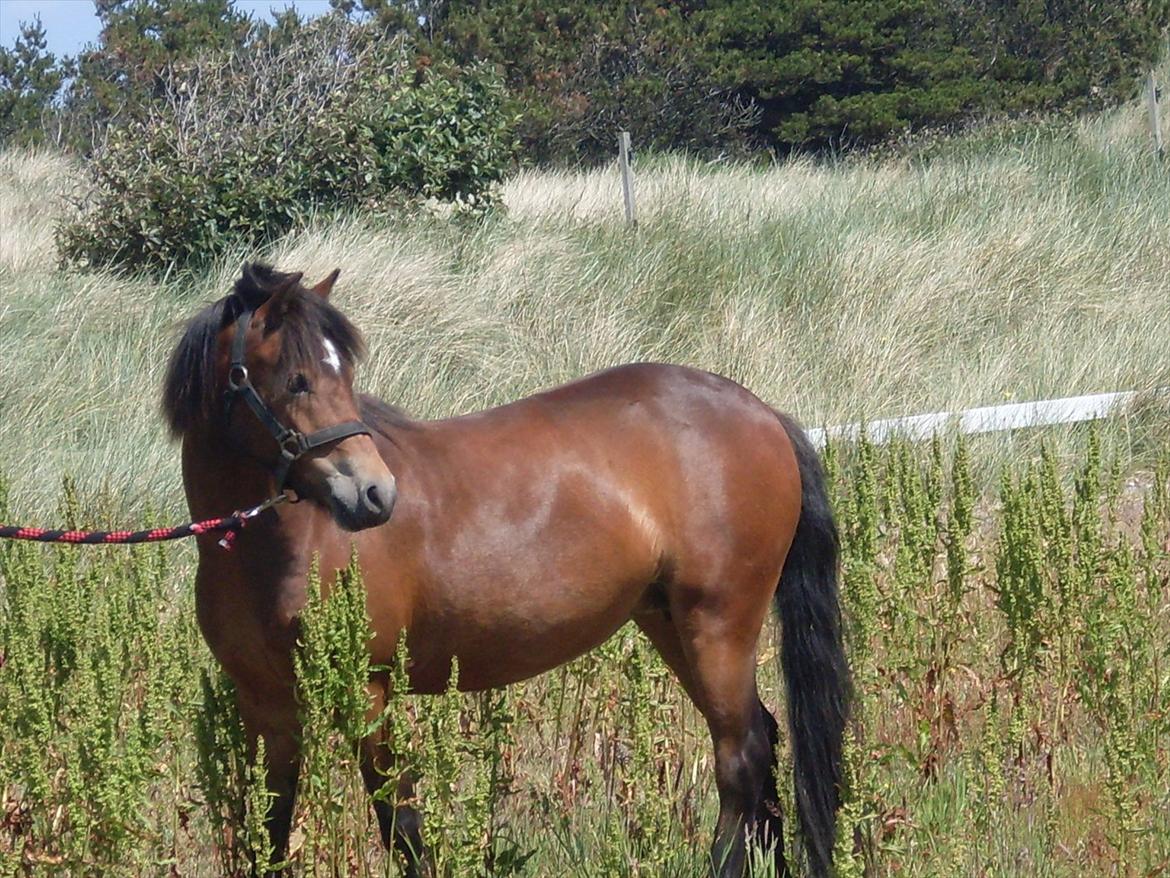 Isabella (Til Nanna) billede 25