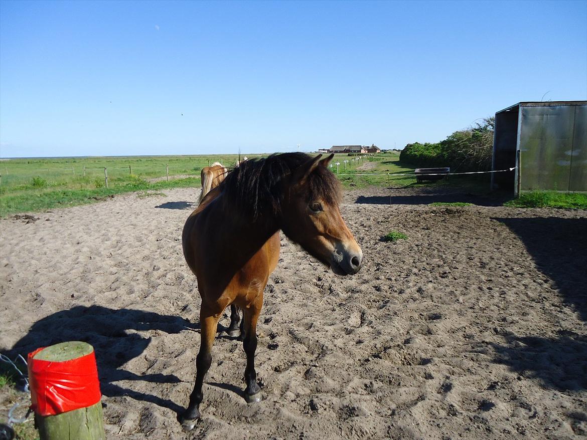 Isabella (Til Nanna) billede 27