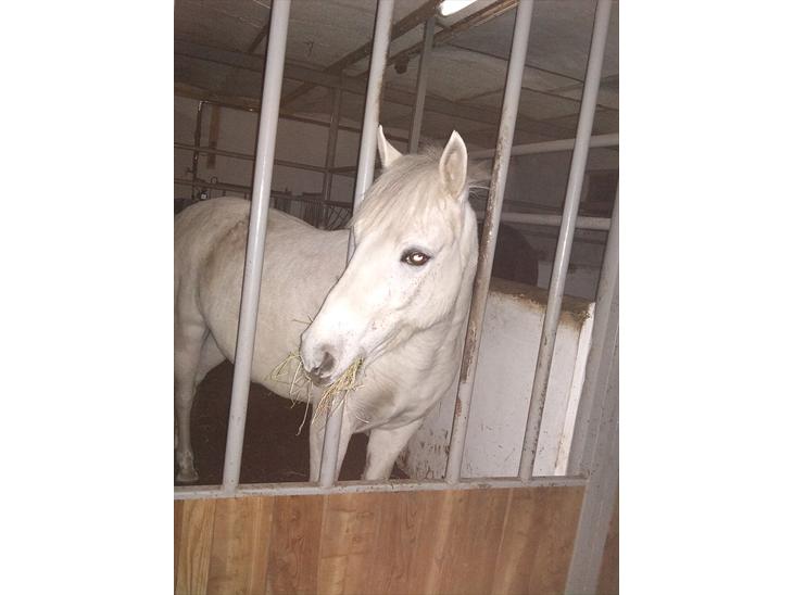 {{currentPhoto.altText}} billede {{currentPhoto.number}}