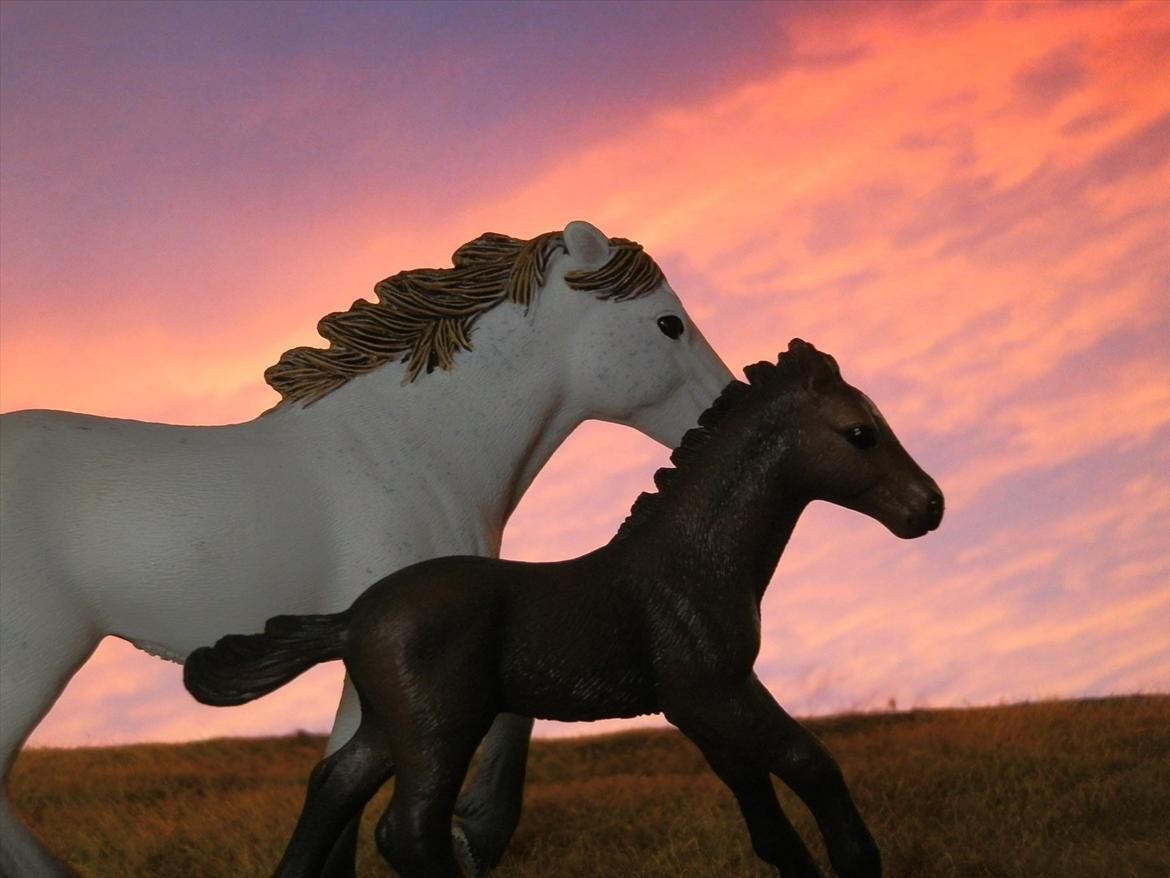 12 NYE SCHLEICH HESTE 2012 [SCHLEICH] - Camargue hoppe (Jeva)

Camargue hoppeføl (Eyecatcher) billede 16