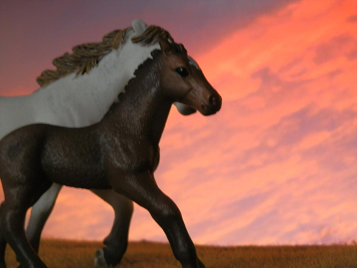 12 NYE SCHLEICH HESTE 2012 [SCHLEICH] - Camargue hoppe (Jeva)

Camargue hoppeføl (Eyecatcher) billede 17