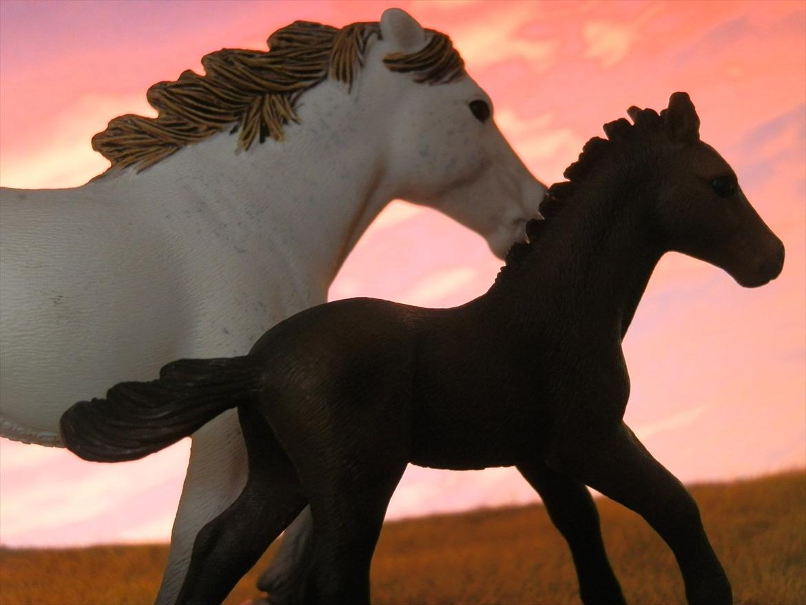 12 NYE SCHLEICH HESTE 2012 [SCHLEICH] - Camargue hoppe (Jeva)

Camargue hoppeføl (Eyecatcher) billede 18