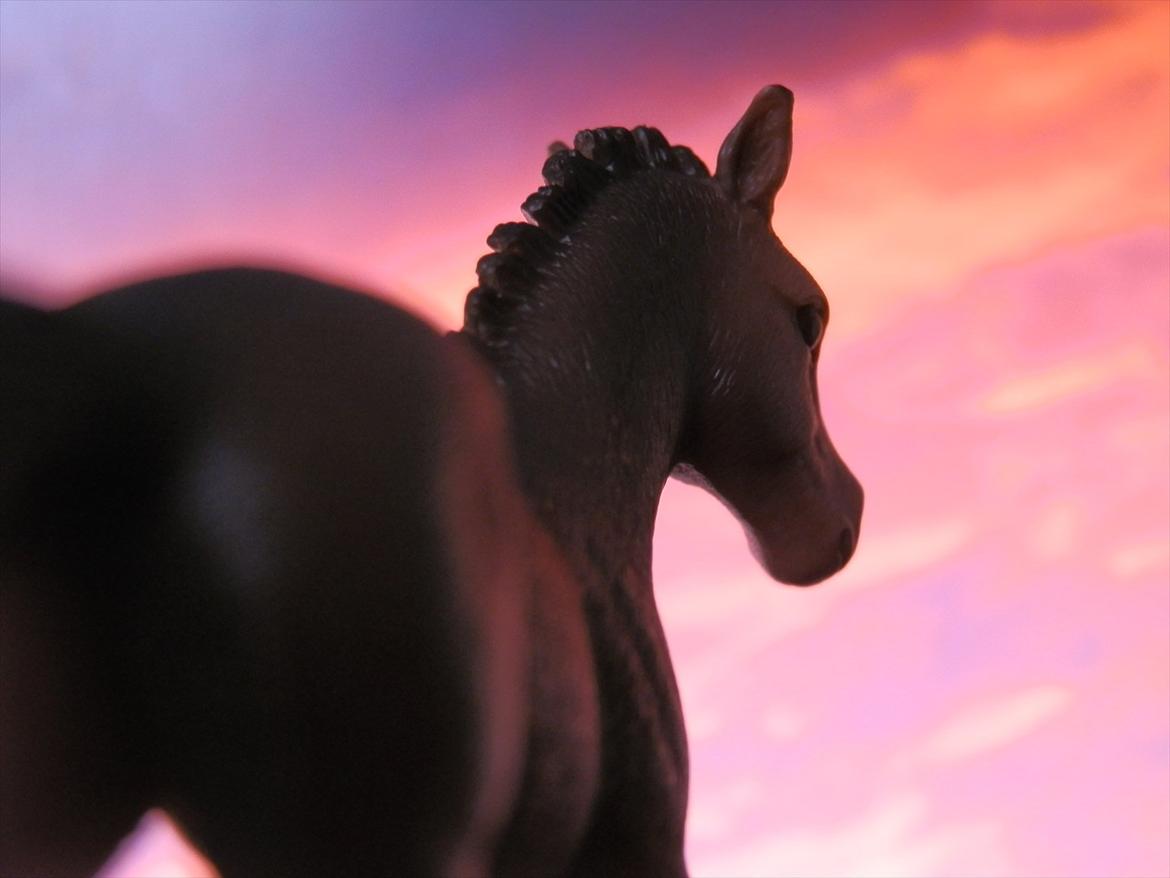 12 NYE SCHLEICH HESTE 2012 [SCHLEICH] - Camargue hoppeføl (Eyecatcher) billede 20