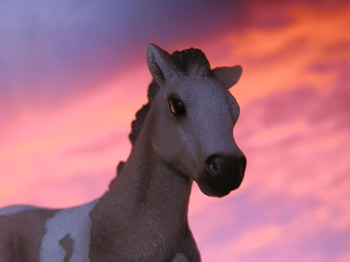 12 NYE SCHLEICH HESTE 2012 [SCHLEICH] - islænder hoppeføl (Düfa) billede 21