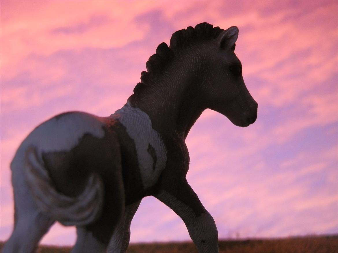 12 NYE SCHLEICH HESTE 2012 [SCHLEICH] - islænder hoppeføl (Düfa) billede 22